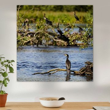 Cormorants'Adventure Atmosphere