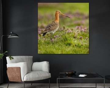 Frühlingslob: Anmutige Uferschnepfe