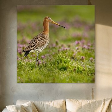 Spring Praise: Graceful Black-tailed Godwit