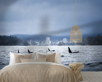 School Orca's voor de kust van Nanaimo | Vancouver Island | Canada van Laura Dijkslag