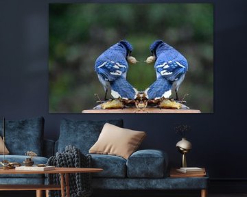 Blue jays at the Garden Feeder by Claude Laprise
