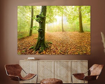 Forêt atmosphérique en automne avec une brume dans l'air sur Sjoerd van der Wal Photographie