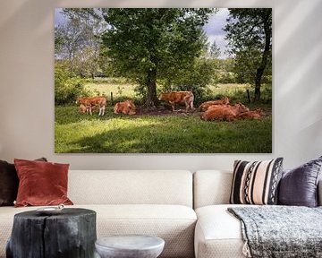 Ruminating cows in Maarheeze by Rob Boon