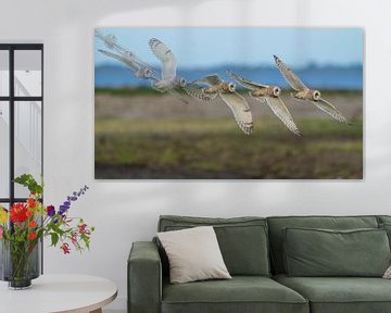 short-eared owl flight oven the salt marsh 'art of flight' by Hans Hut