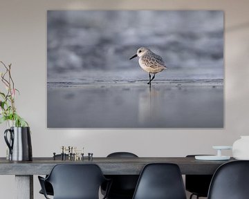 Drieteenstrandloper in winterkleed van Vincent Verkuil