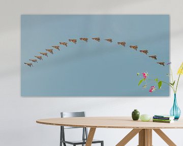 Blaukehlchen Balzflug 'Flugkunst' von Hans Hut