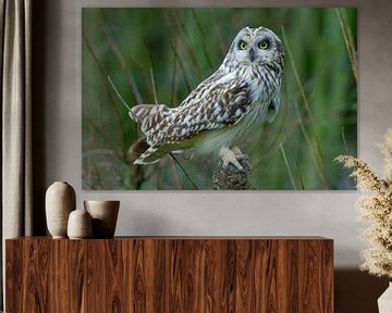 Short-eared owl with light colours. by Hans Hut