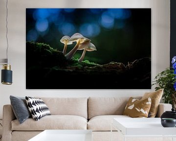 Magic Mushroom in Dark Forest