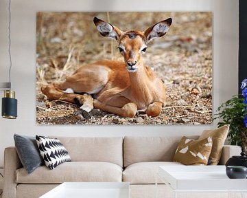 Junges Impala - Afrika wildlife von W. Woyke