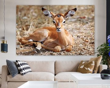 Young Impala - Africa wildlife by W. Woyke