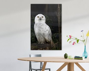 Sneeuwuil of Bubo scandiacus zittend op een boomstam