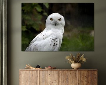 Portrait of a snowy owl or Bubo scandiacus by W J Kok