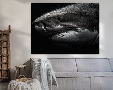 Le requin dans sa splendeur artistique sur Eva Lee