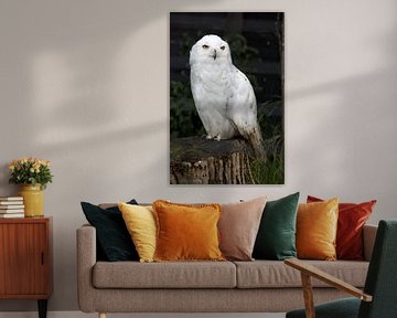 A snowy owl or Bubo scandiacus is known for its white feathers and yellow eyes by W J Kok