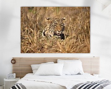Luipaard verscholen in het droge struikgewas van de Afrikaanse savanne 2 van Annelies69
