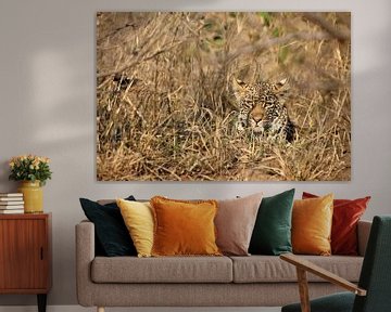 Luipaard verscholen in het droge struikgewas van de Afrikaanse savanne 4 van Annelies69