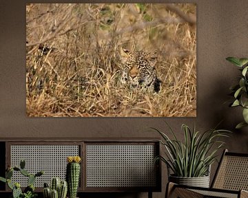 Luipaard verscholen in het droge struikgewas van de Afrikaanse savanne 5 van Annelies69