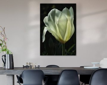 Witte tulp van Hans Heemsbergen