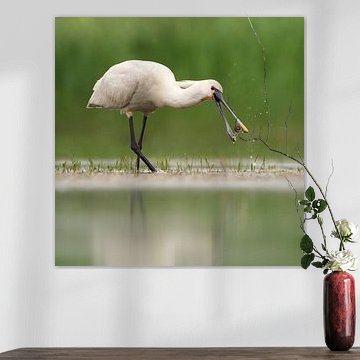 Spooner's Delicate Dinner - Zevenhuizerplas