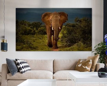 Een imposante bruine olifant van Addo Elephant Park, Zuid-Afrika van Tim van Boxtel