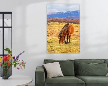 Icelandic horse in the pasture on the island of Iceland by Rico Ködder