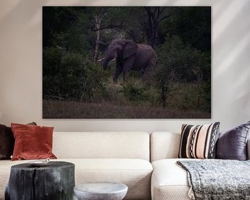 Remote elephant by Wesley Klijnstra