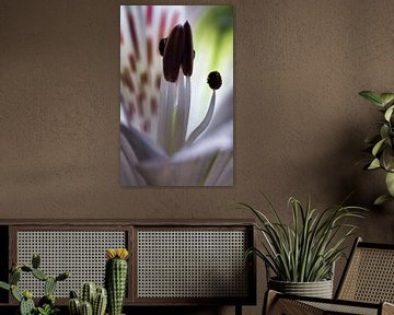 Gros plan d'une fleur, fine-art avec des formes naturelles abstraites sur Sara in t Veld Fotografie