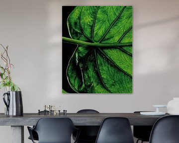 Close-up Monstera leaf