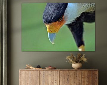 Kuifcaracara van Pyter de Roos
