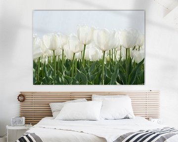 Witte tulpen