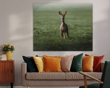 roe deer in green field by Glenn Slabbinck