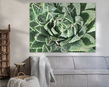 Impression d'art sur cactus mexicain vert - photographie botanique de nature et de voyage sur Christa Stroo photography