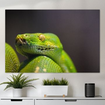 Close-up Green Tree Python