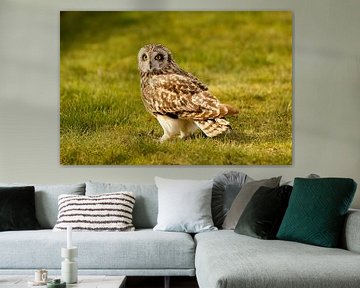 Short-eared owl on grass by Hans Hut