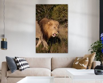 Lion's head with golden light in South Africa