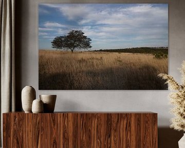 Landscape of African plain with tree