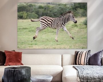 Springende zebra baby in Afrika van Britt Engbers
