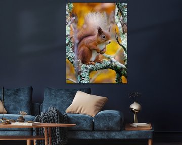 Eekhoorn in herfsttafereel van Pascal Raymond Dorland