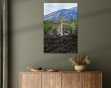 Arbre mystique sur le volcan Etna sur Silva Wischeropp