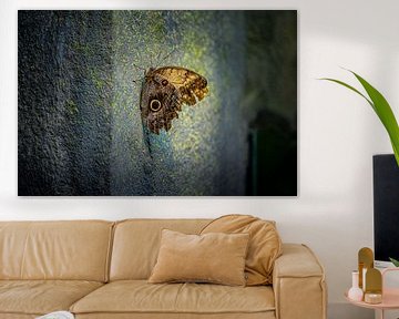 Ein schöner Schmetterling an einer Wand