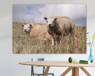 Texelse schapen op de dijk van gdhfotografie