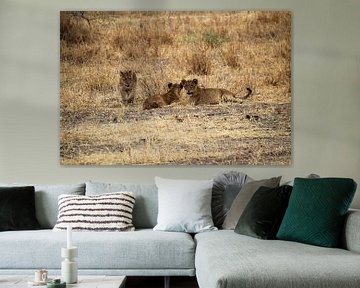 Wildlife Tanzania, cubs by Megan Schouten