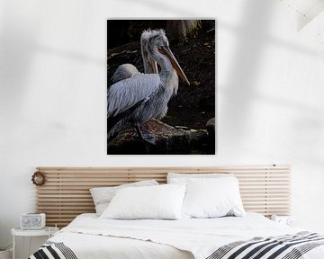 Pélican au bord de l'eau