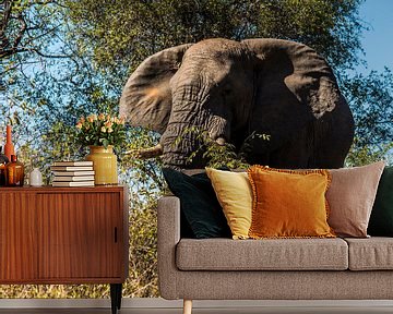Afrikaanse olifant, nakomeling van de Loxodonta adaurora van Rob Smit