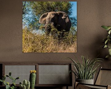 The great African elephant  by Rob Smit