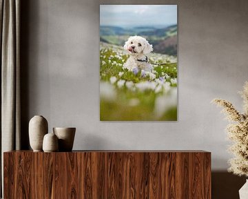 cute dog in a crocus meadow at Hündle near Oberstaufen by Leo Schindzielorz