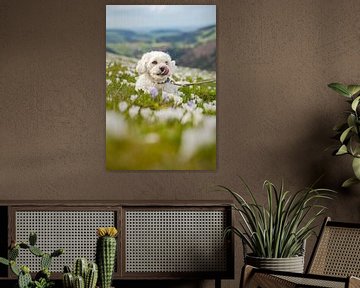 cute dog in a crocus meadow at Hündle near Oberstaufen by Leo Schindzielorz