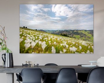 a meadow of white crocuses on the Hündle near Oberstaufen by Leo Schindzielorz