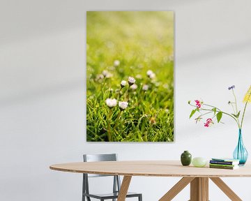 Daisies with morning dew by Leo Schindzielorz