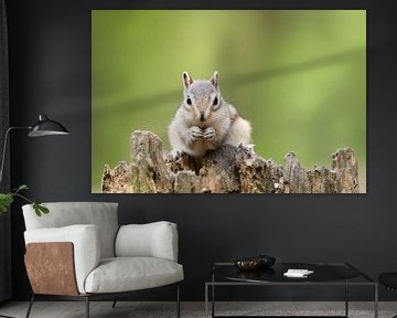 siberian squirrel in a dutch forest